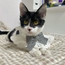 세인트벨 인터내셔날 | 오세인트 서포터즈 4기, 디아팜(Diafarm)제품 후기