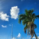 항구낚시 슈퍼 | 괌 아이와 여행 필수 코스 돌핀투어 후기 돌고래 거북 만날수 있는 에메랄드빛 바다의 마법