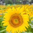 축제의 물결 이미지