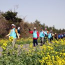 [제15회 서귀포 유채꽃 국제걷기대회] 이미지