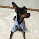 멍멍 스타일 이미지