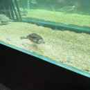 아쿠아가든카페 양재점 | 잠실역 카페 아쿠아가든 아기랑 아쿠아리움 나들이