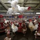 닭사랑농장 이미지