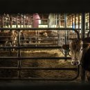 맹호농장 이미지