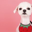 퀸펫살롱 이미지