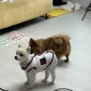 로망 이루기 2편 : 반려동물 출장 홈스냅 &lt;808호&gt; 이용후기 🐱📸ㅣ고양이 웨딩촬영ㅣ반려묘 홈스냅ㅣ내돈내산