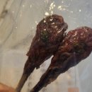 펫잇보리 이미지