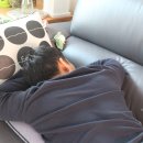 몸엔용바이오 - 광산구 쌍암동 | 하루 한포로 부담없이 챙기는 몸엔용 녹용후기