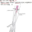 10.수태음폐경 조회수 1만회 6년 전 이미지