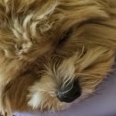 빅토리아펫 강아지고양이 잠실점 이미지