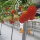 자담농장 이미지