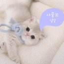 광주 고양이 분양 냥블리 광주점 이미지