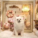 나나펫살롱 이미지