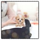 성포공원길1R | 성포동말티푸분양 후기“성포동에서 만난 작고 귀여운 말티푸, 우리 집 아가 이야기”