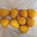 박영숙농장 이미지