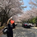 문현2차현대아파트경로당 | 황령산 벚꽃 실시간 개화 현황 봉수대 전망대 주차정보 꿀팁까지