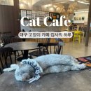 집사의 하루 대구점 | 대구 시내 고양이 카페 집사의 하루