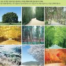 나무로 이미지