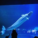 디오션제부 | 아이와 1박 2일 서울 여행 ☆ 롯데월드 아쿠아리움 방문 후기 (할인정보 등)