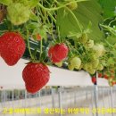 양동농장 이미지