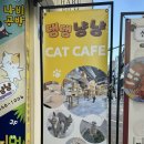 아이와 연인과 힐링하고 오세요 - 댕댕냥냥 부천점 고양이카페