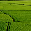 마을정자 이미지