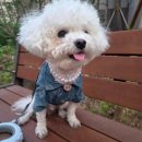 조이그루밍 | 우리 강아지 미모 완성은 역시 '주당탕탕' 진주 목걸이! 알러지 걱정 없는 서지컬 인식표 솔직 후기