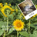 용연동굴 | 태백 여행 가볼만한곳 해바라기 축제, 용연동굴 꿀팁들 알아보기