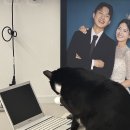 [BPF CAT] 비피에프캣 풀옵션 캣타워2 조립과정 및 한달 이상 사용 후기! _내돈내산!