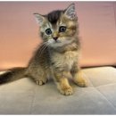 하남강아지 이미지