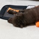 돌봄 | [당근알바] 반려동물 반려견 강아지 돌봄 알바 후기!