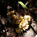 황금누리농장 이미지