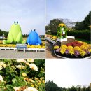 핑크드림작은도서관 | 드림파크 국화축제 2025에서 만난 가을 분위기 그리고 핑크뮬리 현황