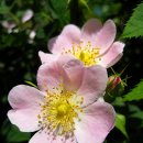 장미약국 이미지