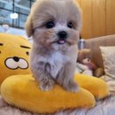 아이러브독 강아지분양 부천점 | 부천 신중동강아지분양, 우리 집 행복을 책임질 특별한 가족 찾기