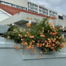 이승우한의원 | [블챌] 대구FC 축구경기 보고 이승우도 봤다 ⚽️