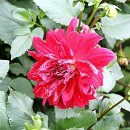 삼일1리 이미지