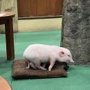 보스돼지 | 도쿄여행 돼지카페 | 하라주쿠 mipig cafe 후기(+예약방법)