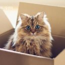 24시 블레스동물메디컬센터 이미지