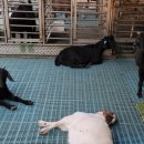 남원흑염소농장 2농장 이미지