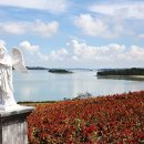 섬 맨드라미 축제 이미지