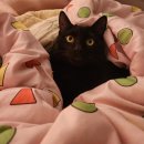 사랑의동물병원 | 상남자 고하쿠 상여자되다. 수컷 고양이 중성화 수술 후기 (웰케어동물병원)