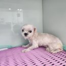 광주TNR동물병원(송정) 이미지