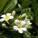 플루메리아 이미지