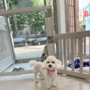 댕그리 펫 살롱 이미지