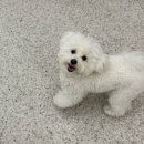 글로리퍼피 이미지