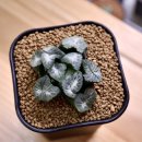 무장농장 이미지