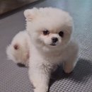 딴청