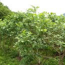 꽃돌농장 이미지