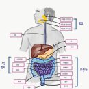 천운정사 | 四字成語 총정리 301 (계통해부학~계해죄적)